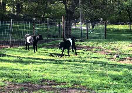 Calf Pasture