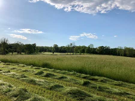 Hay Field