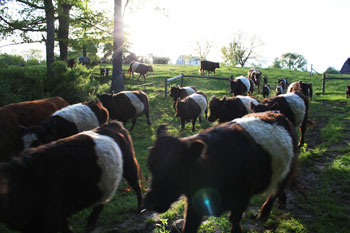 sheepfold