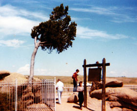 Tree in Rock