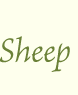 sheep