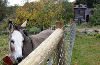 sheepfold