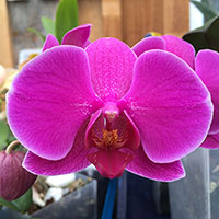 ORCHID